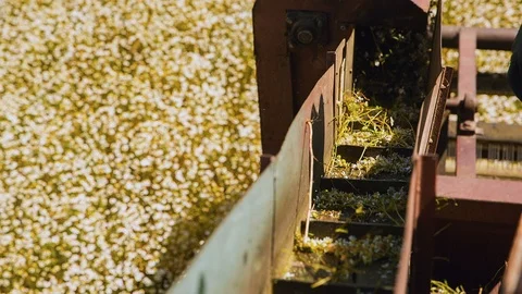 Automated collection of chamomile Stock Footage 92028557