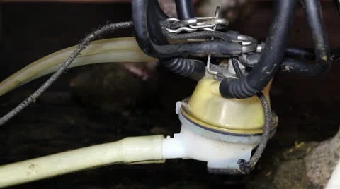 Automated Cow Milking Equipment Stock Footage