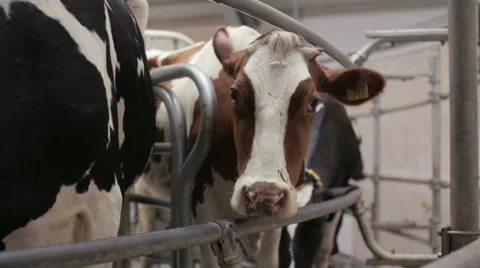 Automated Dairy Farm 2 Stock Footage
