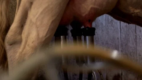 Automated dairy processing at milk plant. Milking cow. Milk cattle. Cow udder 스톡 동영상 79879340