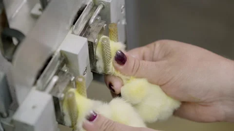 Automated Debeaking machine cuts the livestock beaks at the poultry facility Stock Footage 263239995