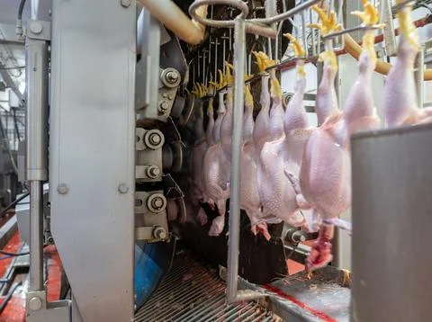 Automated defeathering process in a poultry processing plant. Stock Photos