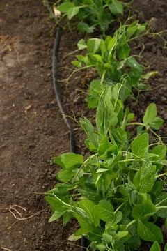 Automated Drip Irrigation System Line Next To Row Of Young Green Pea Sprouts Stock-Fotos