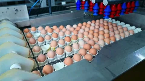 Automated Egg Processing in a Modern Factory Stock Footage 304423789
