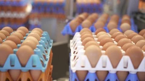Automated egg production line loop background Stock Footage 334775007