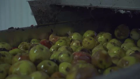 Automated equipment processing the apple fruits at the cider production factory Stock Footage 253872897