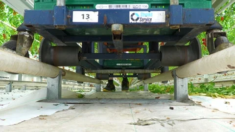 Automated Equipment Used for Tomato Sorting and Processing Stock-Footage 346170937