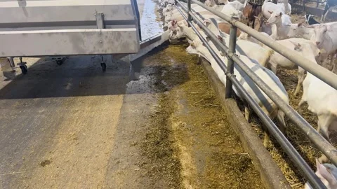 Automated Feeder Robot Approaching Camera While Pushing Food to Goats Stock Footage 337638053