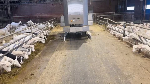 Automated Feeding Machine Closing Its Wings Inside White Goat Barn Stock Footage 337638068