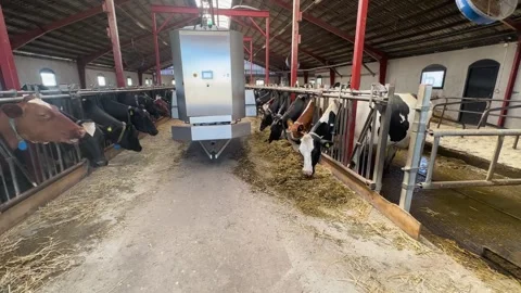 Automated Feeding Machine Distributing Fodder in Dairy Cow Barn Vídeo Stock 337637660