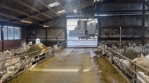 Automated Feeding Machine Distributing Fodder in Large Goat Barn Vídeo Stock 338118791