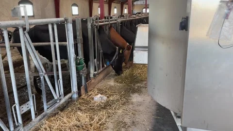 Automated Feeding Machine Next to Cows Eating Fodder inside Dairy Barn Stock Footage 337637638