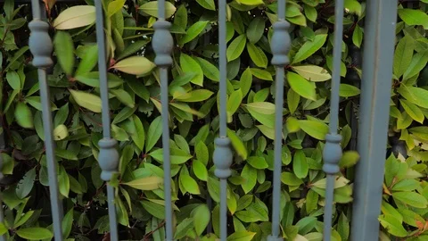 Automated gate system. Hedge background. Green fence or boundary formed by 動画素材 114365189