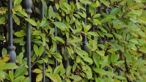 Automated gate system. Hedge background. Green fence or boundary formed by Stock Footage 116366952