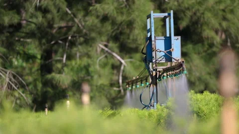 Automated Irrigation System Watering Pine Tree Nursery Stock Footage 340339745
