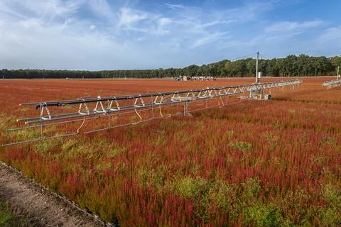 Automated irrigation system waters rows of blooming heather plants in a nur.. Stock Photos