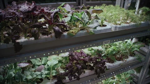 Automated LED System in Vertical Microgreen Farm Stock-Footage 331288993