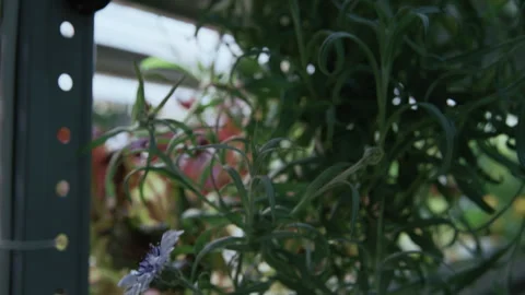 Automated LED System in Vertical Microgreen Farm Stock-Footage 331293878
