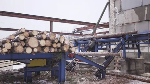 Automated log sorting line. Wheel loader and automatic sorting logs diameter at Stock Footage 130878157
