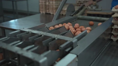 Automated Machine Drops Freshly Produced Poultry Eggs Onto Conveyor Line Stock Footage 274733980