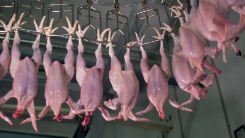 Automated meat processing equipment at poultry. 4K. Stock Footage 80858176