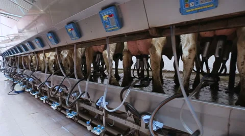 Automated milking of cows Stock Footage 64990149