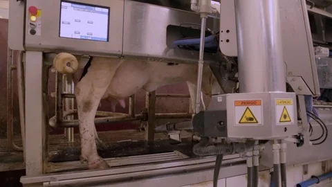 Automated milking Stock Footage 76910267