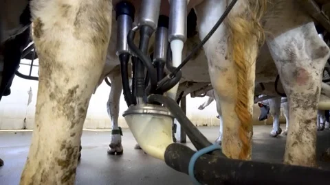 Automated milking machine attached to a dairy cow udder Stock Footage 340520281