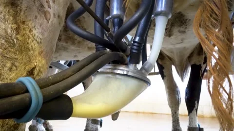 Automated milking machine cluster attached to a cow udder Stock Footage 340519955
