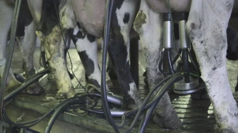 Automated milking machine under supervision man milking a cow Stock Footage 63873307