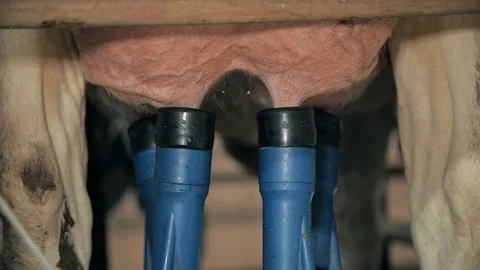 Automated Milking Suction Machine During Work With Cow Udder. Stock Footage 186119005