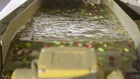 Automated olive washing and sorting process in a modern factory Stock Footage 327543530