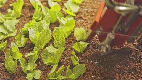 Automated planting process using advanced robot for planting leaves in trays for Stock-Footage 132529270
