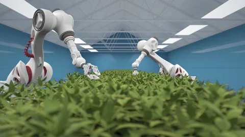 Automated planting process using advanced robot for planting leaves in trays. Ag Stock Footage 170997117