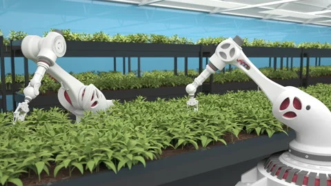 Automated planting process using advanced robot for planting leaves in trays. Ag Stock Footage 187949241