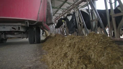 Automated process of feeding cattle, modern harvester delivers compound feed to Vídeo Stock 165862747