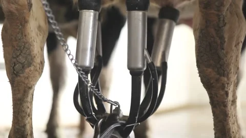 Automated process of a modern milking machine. Video stock 149419815