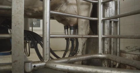 Automated process of a modern milking machine. Vidéo 159804932
