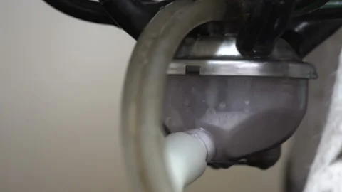 Automated process of a modern milking machine. The cows udder. milking cows with Stock Footage 163333408