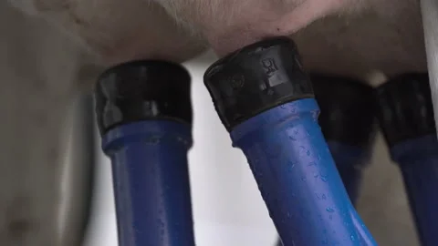 Automated process of a modern milking machine. The cows udder. milking cows with Stock Footage 163333636
