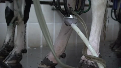 Automated process of a modern milking machine. The cows udder. milking cows with Stock-Footage 163333788