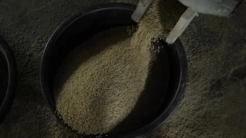 Automated Rice Processing - Efficiently Sorting Grains Stock Footage 320935175