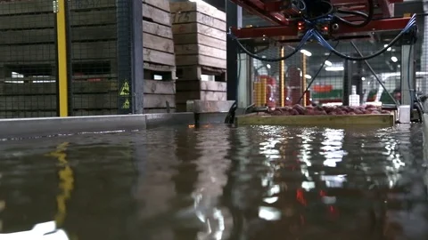 Automated robot lowers the container of apples into the water. Apples Floating Stockbeeldmateriaal 125662704