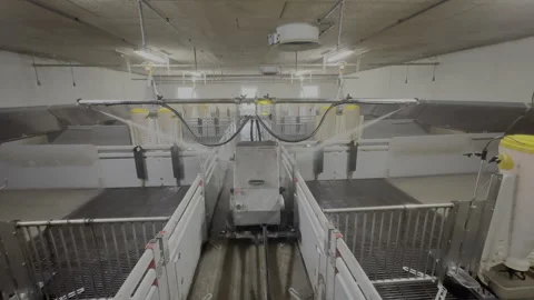 Automated Robotic Cleaning System in Modern Pig Farm Stock-Footage 335547890