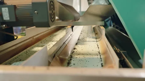 Automated tea processing machinery sorts fresh leaves, ensuring production. Dry Stock Footage 274307371