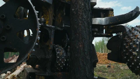 Automated timber saw machine is used for cutting up the Trees for Wood Industry Stock Footage 157978197