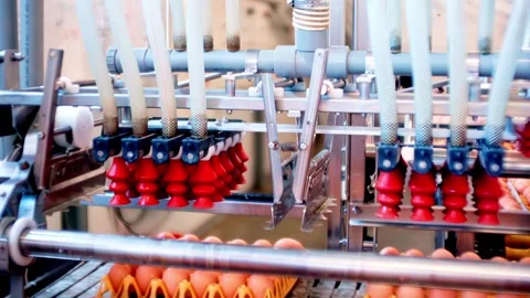 Automated vacuum suction system precisely lifts brown eggs into stacked plastic Stock Footage 332734575
