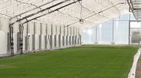 Automatic Artificial Fog Microclimate In The Greenhouse 库存影片 59911759