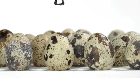 The automatic capture takes the quail egg from the tray, where many eggs are for Stock Footage 93294950