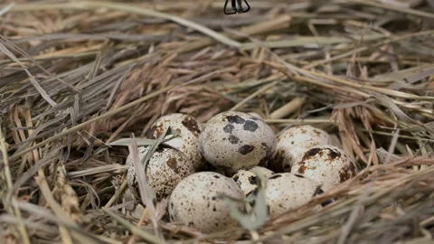 Automatic capture takes quail egg from nest, close-up Stock Footage 93308574